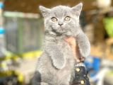 Mükemmel Kalitede Britis Shorthair Kızlarımız