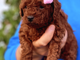 Orjinal Toy Poodle Kore Kan