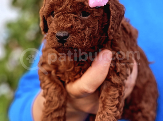 Orjinal Toy Poodle Kore Kan görsel
