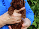 Orjinal Toy Poodle Kore Kan