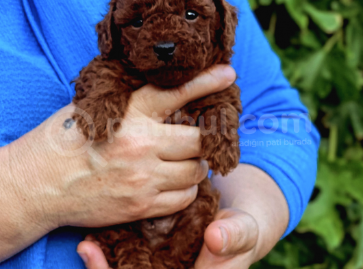 Orjinal Toy Poodle Kore Kan görsel