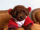 ORJINAL TOY POODLE KORE KAN