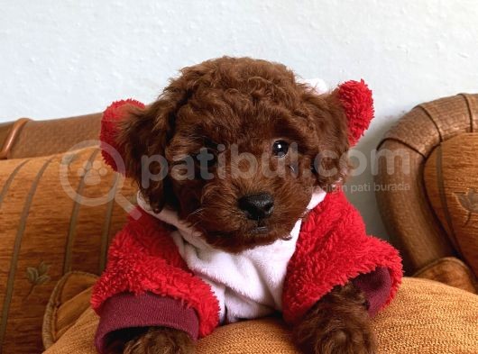 Orjinal Toy Poodle Kore Kan