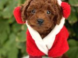 Orjinal Toy Poodle Kore Kan