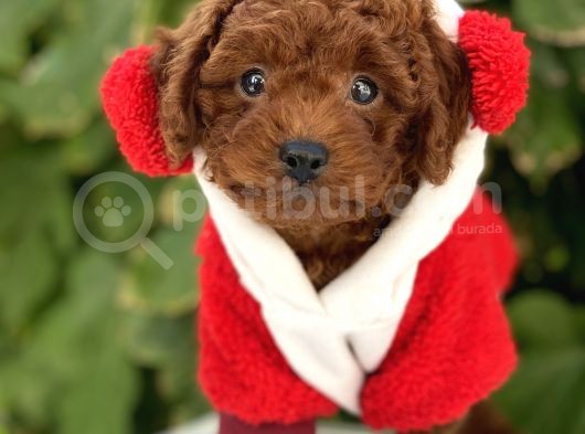 Orjinal Toy Poodle Kore Kan görsel