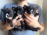 Classi̇c French Bulldog Yavrulari