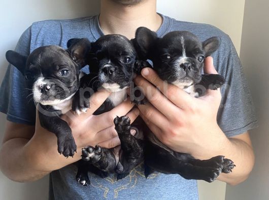 Classi̇c French Bulldog Yavrulari görsel
