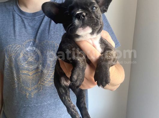 Classi̇c French Bulldog Yavrulari görsel