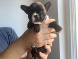 Classi̇c French Bulldog Yavrulari