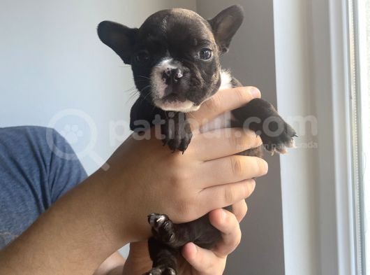 Classi̇c French Bulldog Yavrulari görsel
