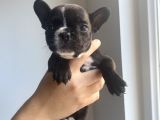 Classi̇c French Bulldog Yavrulari