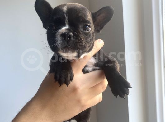 Classi̇c French Bulldog Yavrulari görsel
