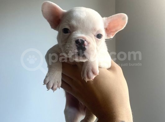 Classi̇c French Bulldog Yavrulari