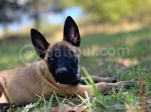 Yavru Malinois görsel