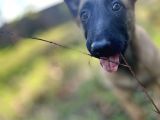 Yavru Malinois