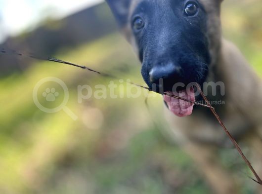 Yavru Malinois görsel