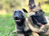 Yavru Malinois
