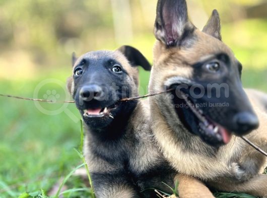 Yavru Malinois görsel