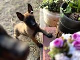 Yavru Malinois