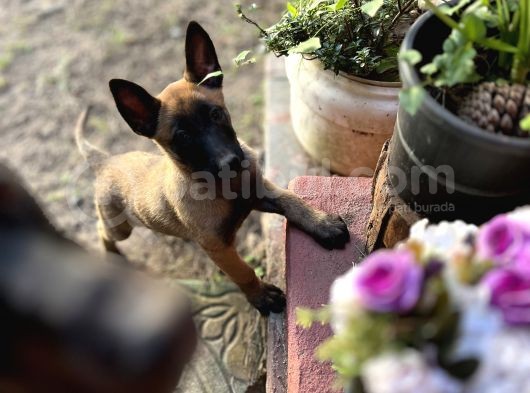 Yavru Malinois görsel