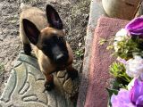 Yavru malinois