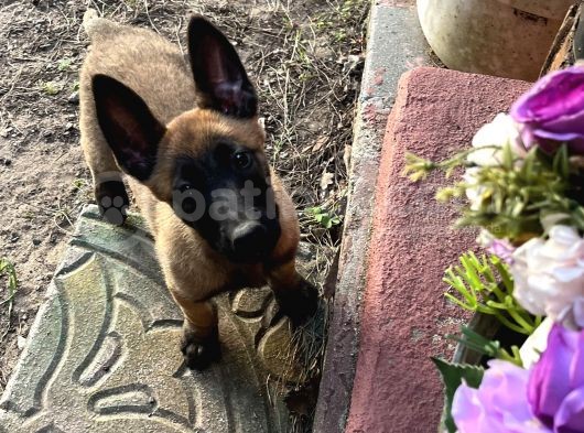 Yavru Malinois