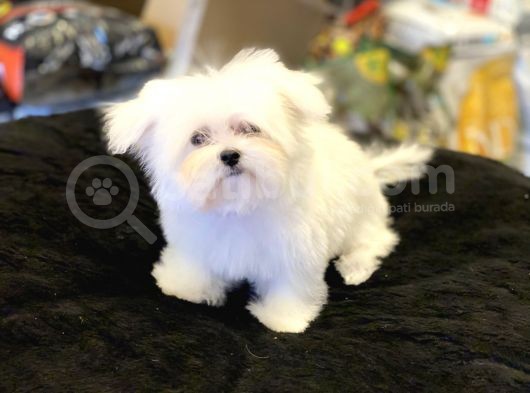Show Kalite Tea Cup Kore Maltese Yavrularımız görsel
