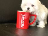 Show Kalite Tea Cup Kore Maltese Yavrularımız