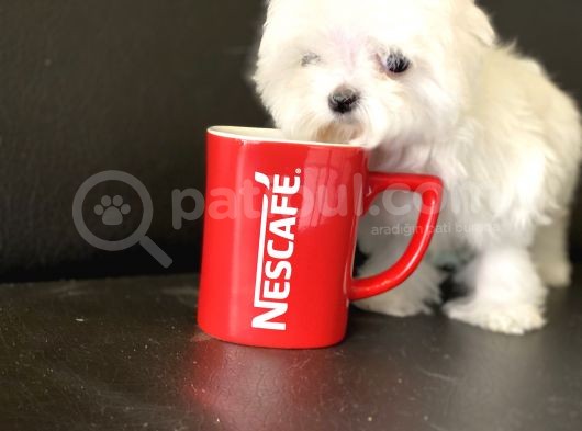 Show Kalite Tea Cup Kore Maltese Yavrularımız görsel