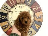 Petmode Köpek Çiftliğinden  Toy Poodle Yavrumuz