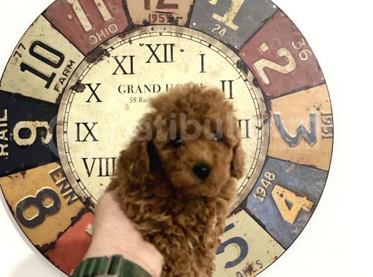 Petmode Köpek Çiftliğinden  Toy Poodle Yavrumuz görsel