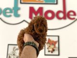 Petmode Köpek Çiftliğinden Kore Tea Cup Poodle Yavrumuz