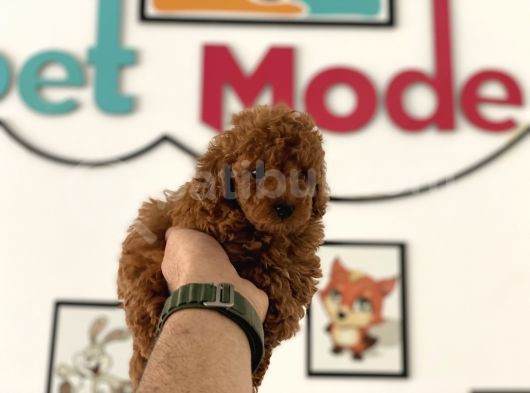 Petmode Köpek Çiftliğinden Kore Tea Cup Poodle Yavrumuz görsel