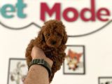 Petmode Köpek Çiftliğinden Kore Tea Cup Poodle Yavrumuz
