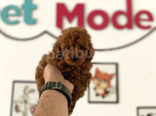 Petmode Köpek Çiftliğinden Kore Tea Cup Poodle Yavrumuz görsel