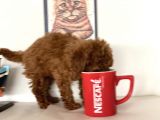 Petmode Köpek Çiftliğinden Kore Tea Cup Poodle Yavrumuz