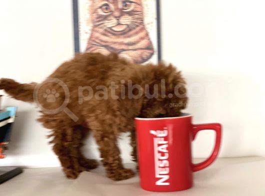 Petmode Köpek Çiftliğinden Kore Tea Cup Poodle Yavrumuz görsel