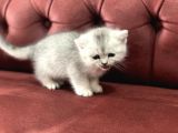 En Güzel British Shorthair Yavrularımız