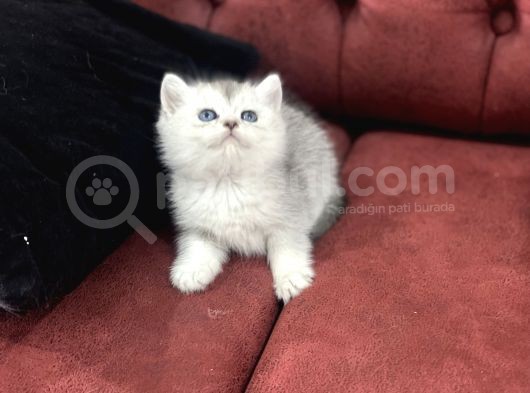 En Güzel British Shorthair Yavrularımız görsel