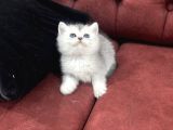 En Güzel British Shorthair Yavrularımız