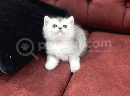 En Güzel British Shorthair Yavrularımız görsel