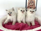 En Güzel British Shorthair Yavrularımız
