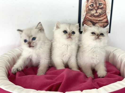 En Güzel British Shorthair Yavrularımız görsel