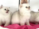 En Güzel British Shorthair Yavrularımız