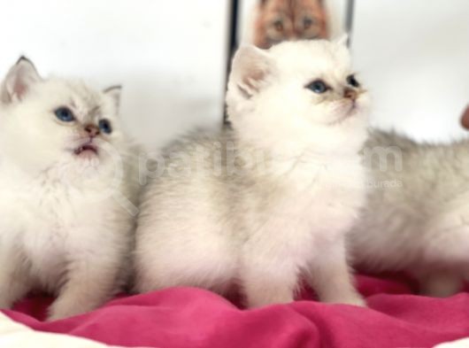 En Güzel British Shorthair Yavrularımız görsel