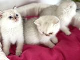 En Güzel British Shorthair Yavrularımız