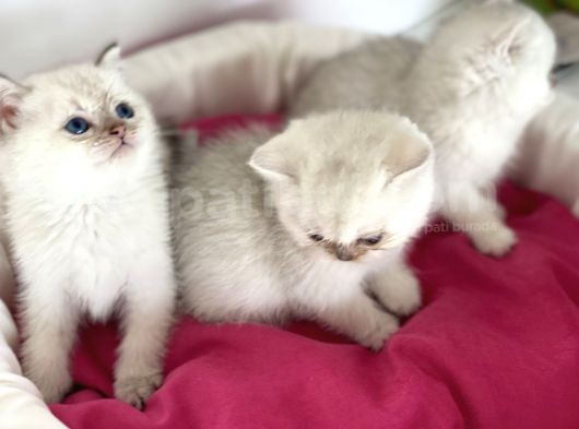 En Güzel British Shorthair Yavrularımız görsel