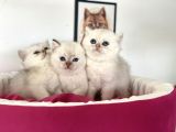 En Güzel British Shorthair Yavrularımız