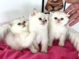 En güzel british shorthair yavrularımız