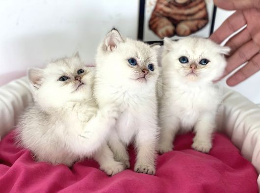 En Güzel British Shorthair Yavrularımız